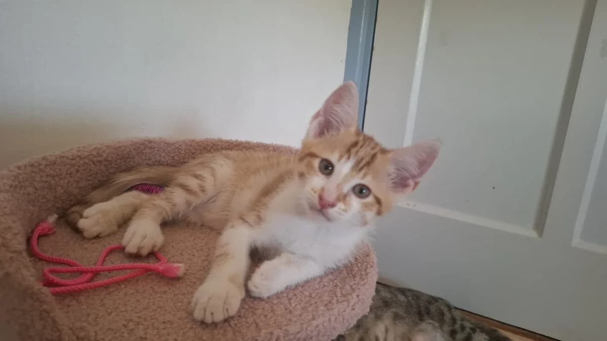 Duffel, Rood/wit male puppy European Shorthair for adoption at Dierentehuis Stevenshage Leiden, Leiden
