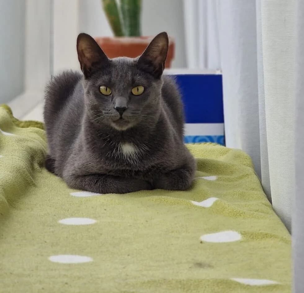 Vanka, Blauw female 4yo European Shorthair for adoption at Dierentehuis Stevenshage Leiden, Leiden
