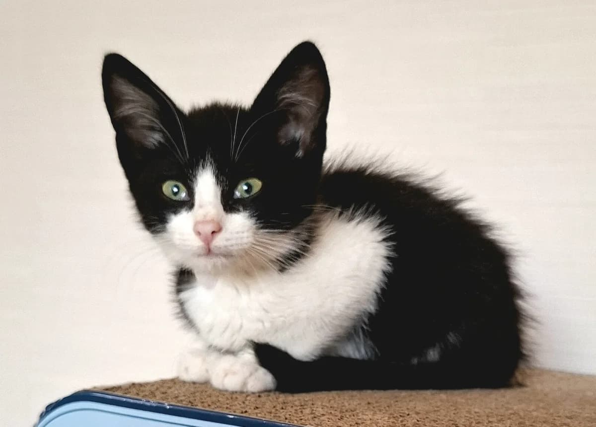 Livvy, Zwart/wit female 4yo European Shorthair for adoption at Dierentehuis Stevenshage Leiden, Leiden