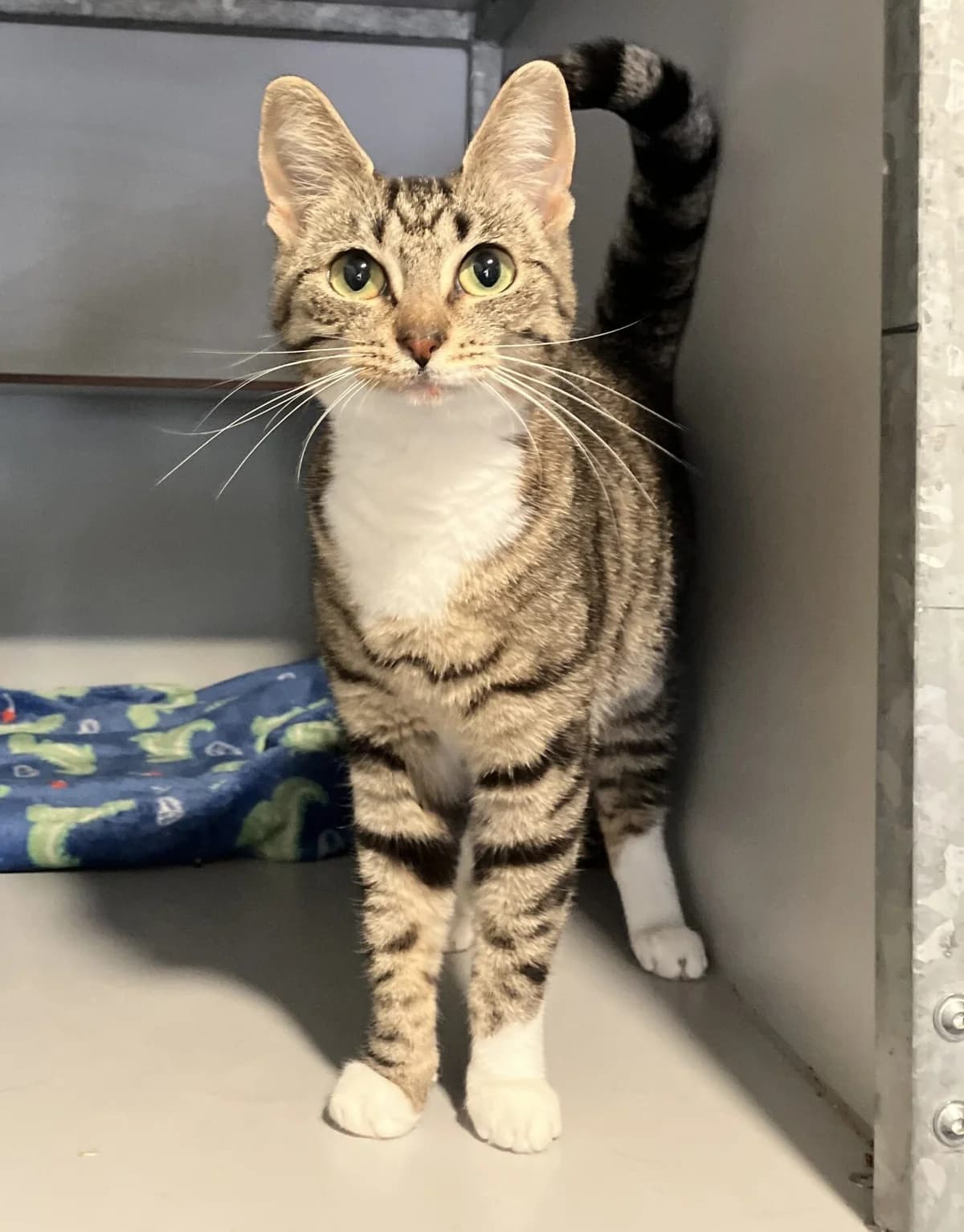 Scopa, Cypers/wit female 4yo European Shorthair for adoption at Dierentehuis Stevenshage Leiden, Leiden