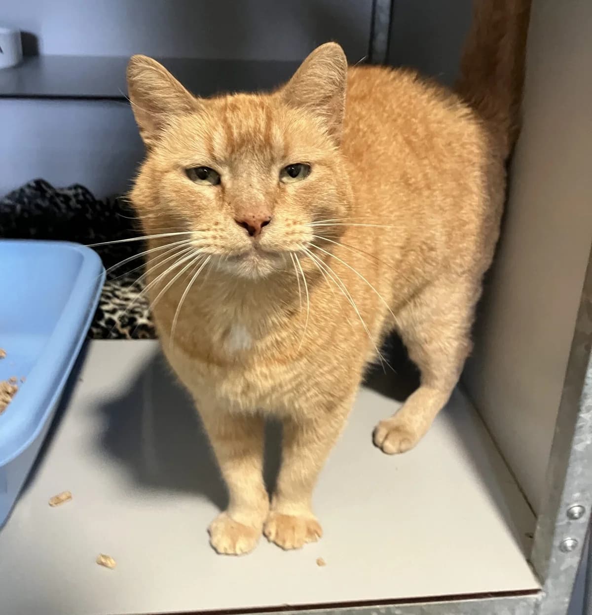 Tijger, Rood male 4yo European Shorthair for adoption at Dierentehuis Stevenshage Leiden, Leiden