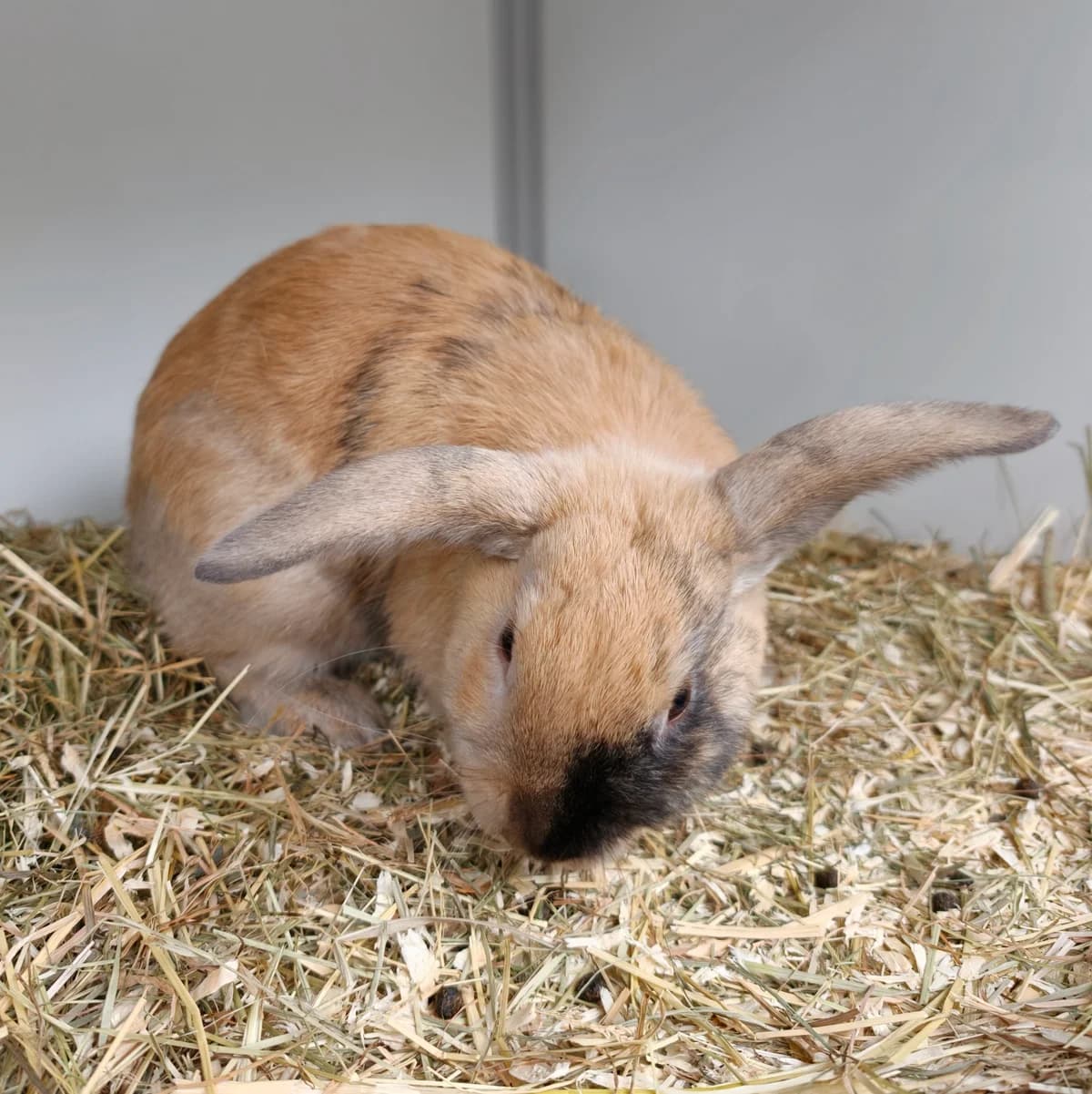Reber, Ekster male 4yo mixed breed for adoption at Dierentehuis Stevenshage Leiden, Leiden