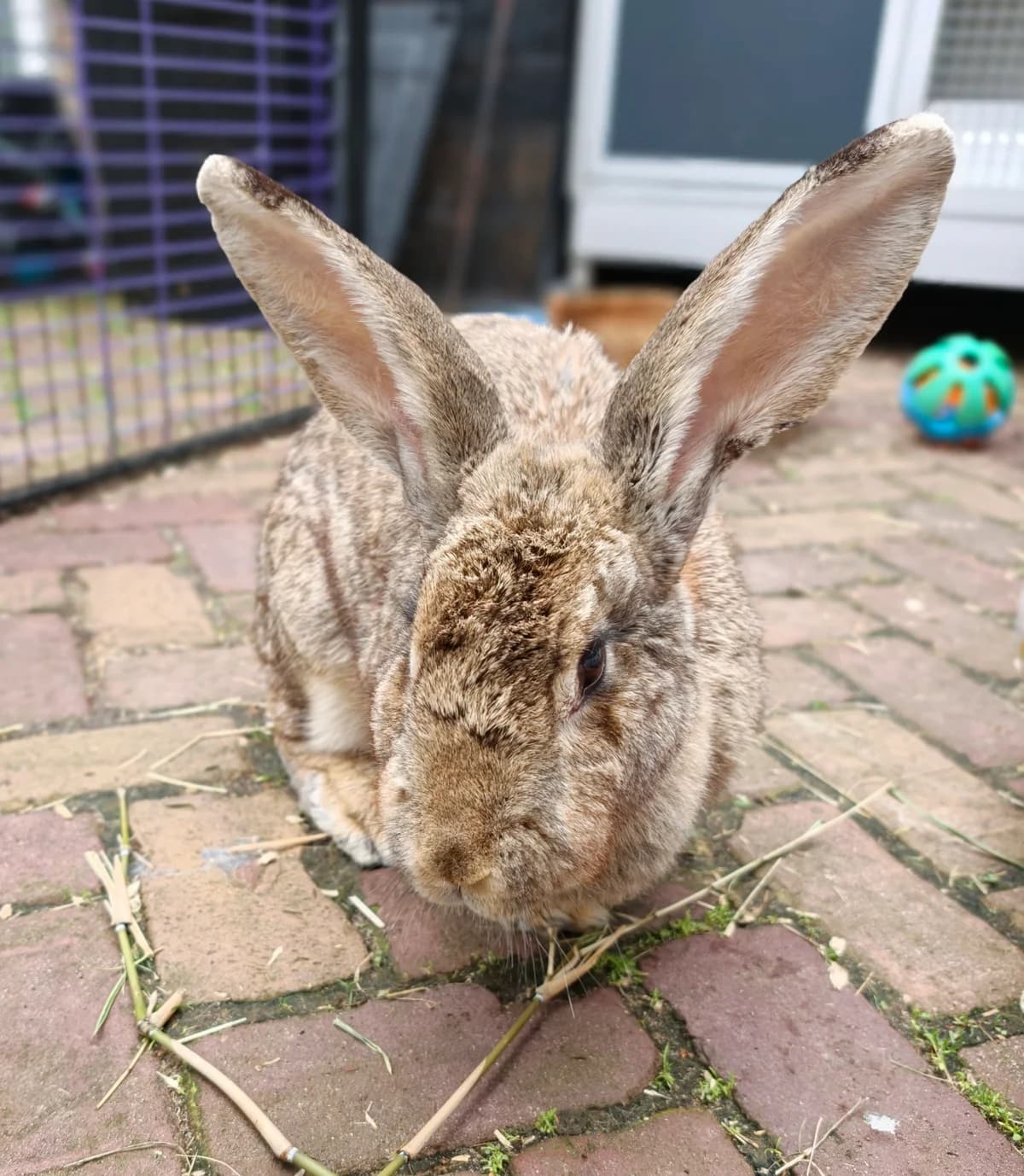 Marjolein, Wildkleur female 4yo mixed breed for adoption at Dierentehuis Stevenshage Leiden, Leiden