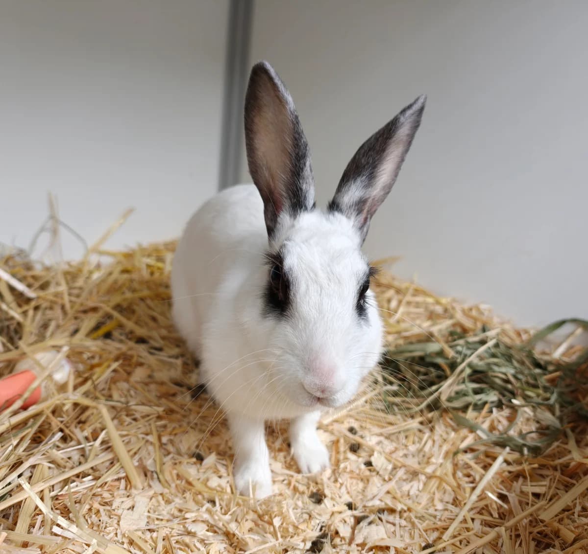Pip, Wit-zwart female 4yo mixed breed for adoption at Dierentehuis Stevenshage Leiden, Leiden
