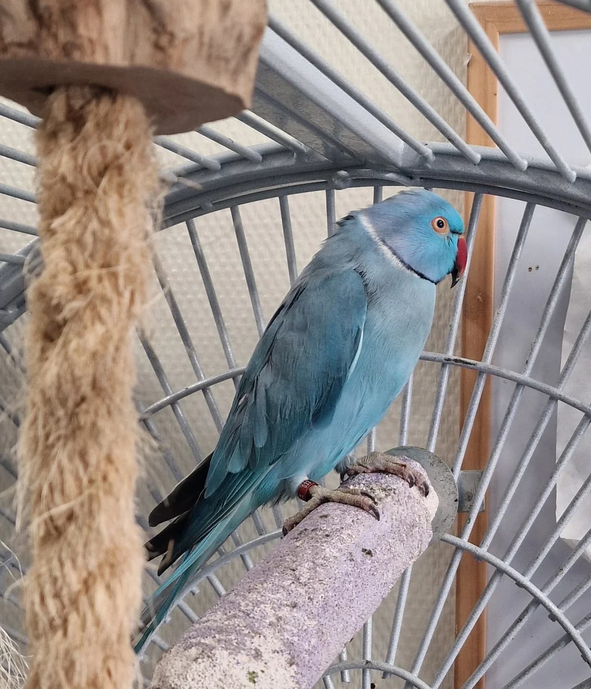 Bryan, Blauw male 4yo mixed breed for adoption at Dierentehuis Stevenshage Leiden, Leiden