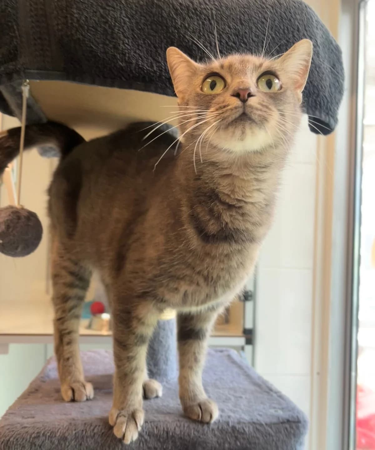 Cato, female young Mixed Breed for adoption at Dierenasiel Oostzaan