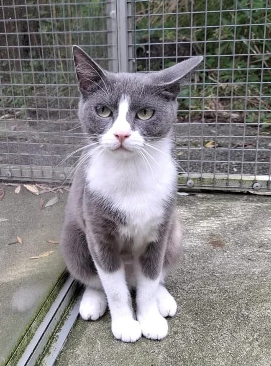 Daisy, female young Mixed Breed for adoption at Dierenasiel Oostzaan