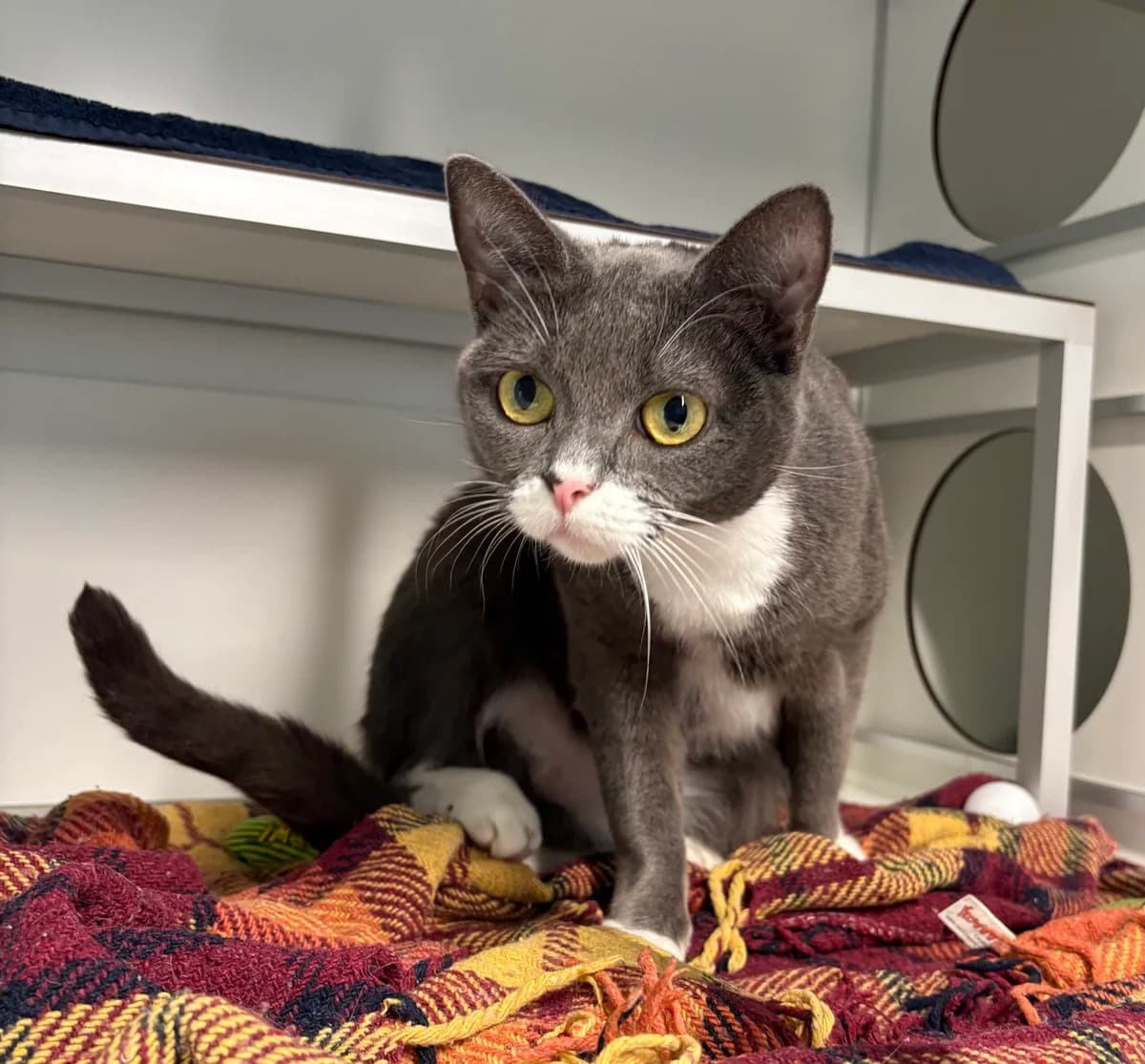 Leyla, female young Mixed Breed for adoption at Dierenasiel Oostzaan