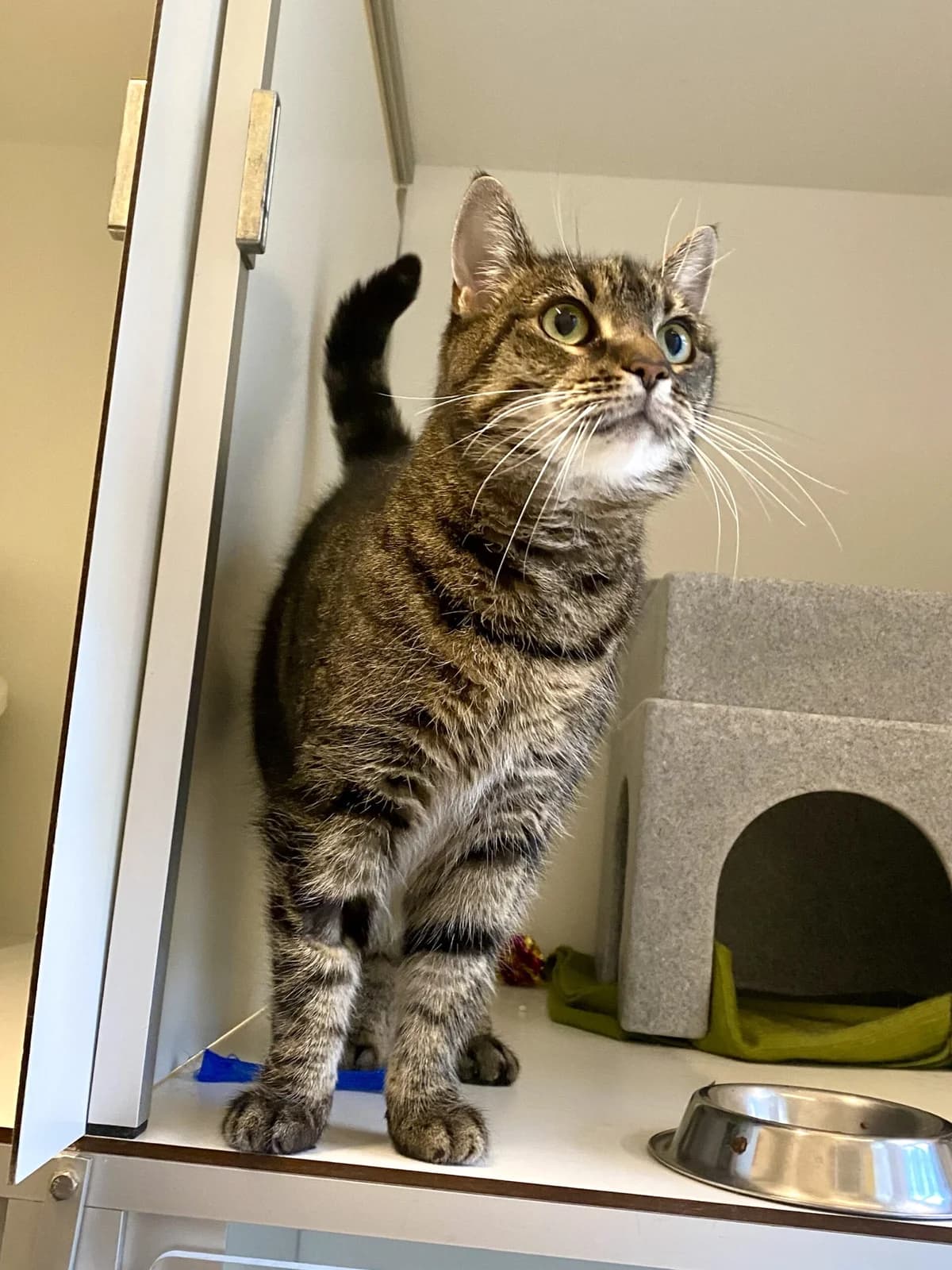 Lilly, female senior Mixed Breed for adoption at Dierenasiel Oostzaan