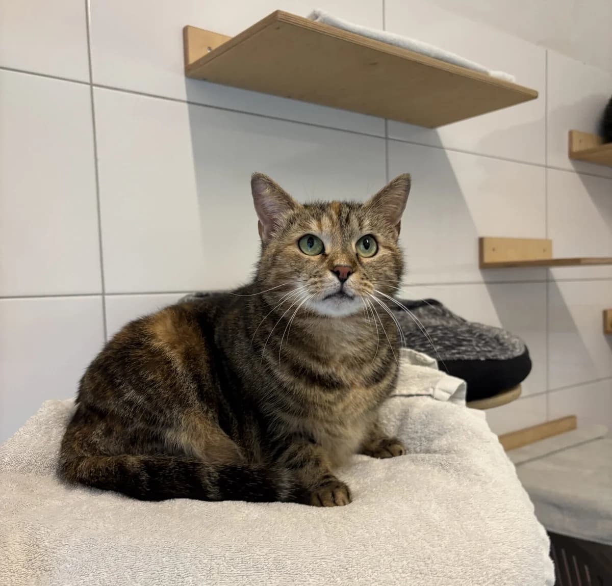 Mabel, female 7yo Mixed Breed for adoption at Dierenasiel Oostzaan