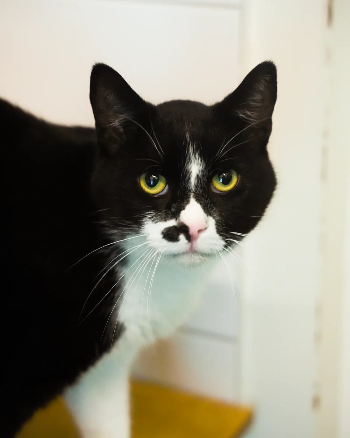 Miso, male senior Mixed Breed for adoption at Dierenasiel Oostzaan