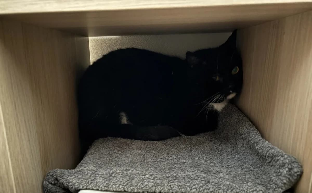 Moos, male 7yo Mixed Breed for adoption at Dierenasiel Oostzaan