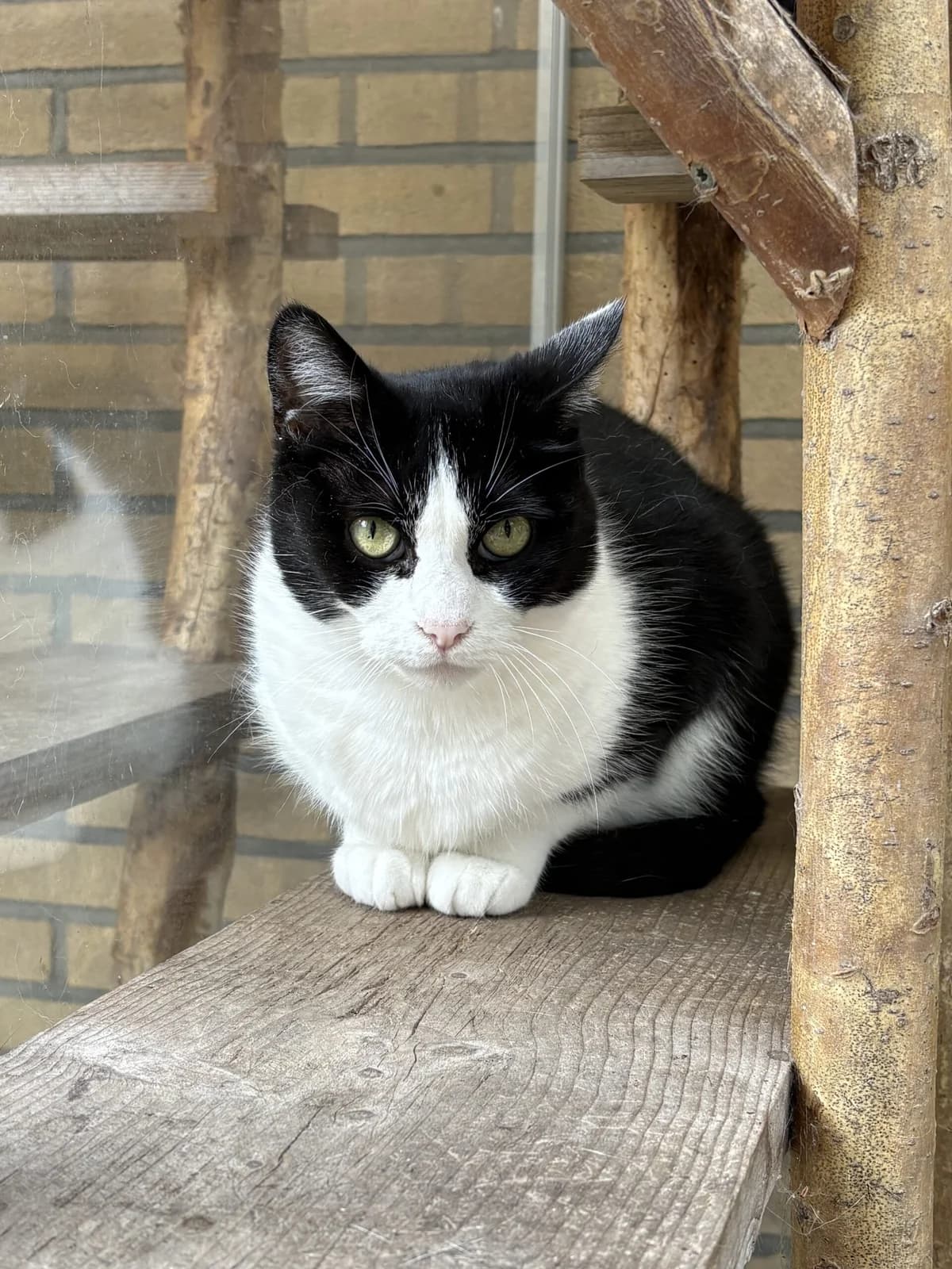 Muis, female senior Mixed Breed for adoption at Dierenasiel Oostzaan
