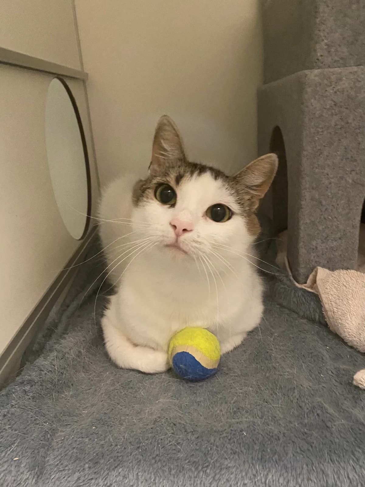 Penny, female 3yo Mixed Breed for adoption at Dierenasiel Oostzaan