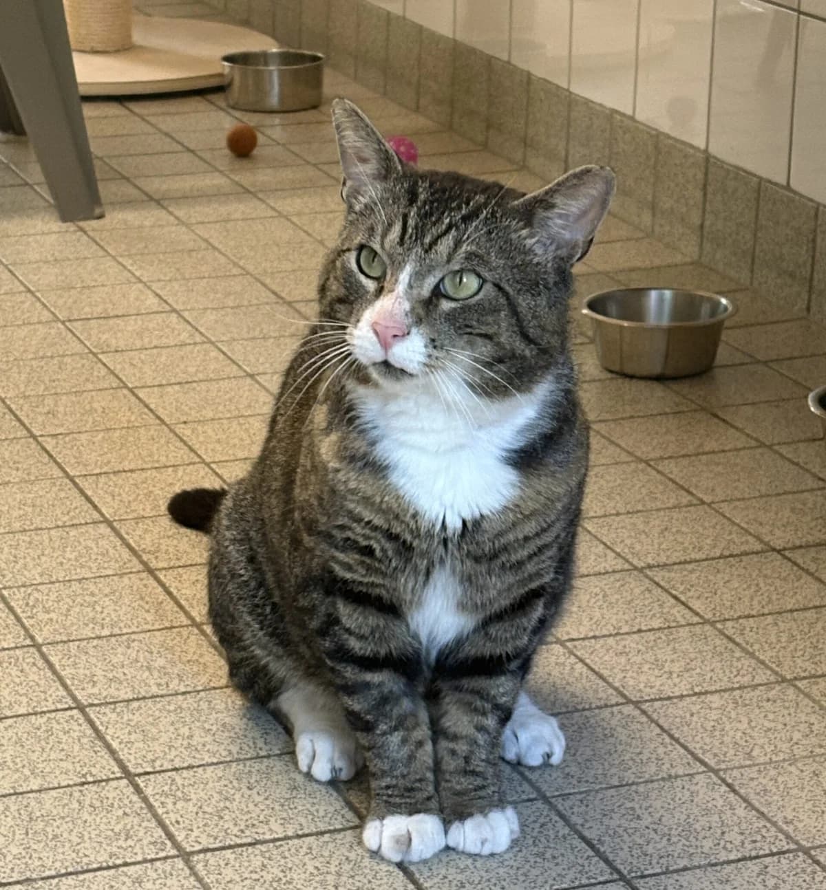 Perry, male 6yo Mixed Breed for adoption at Dierenasiel Oostzaan