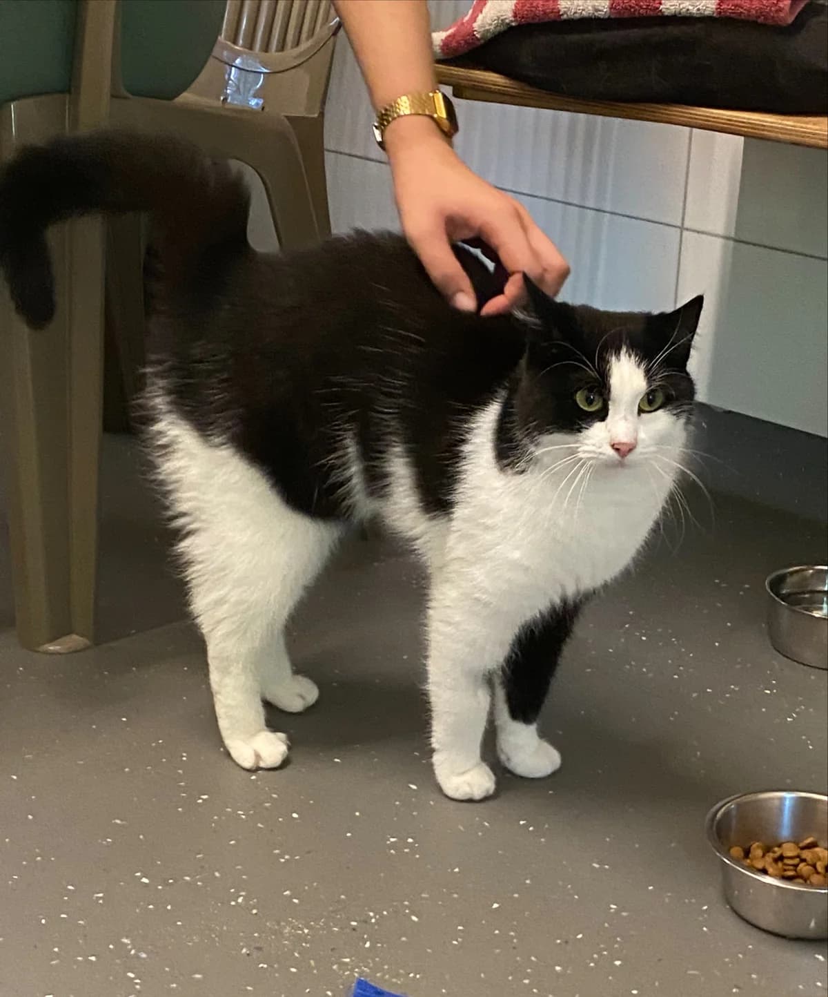 Tinus, male young Mixed Breed for adoption at Dierenasiel Oostzaan