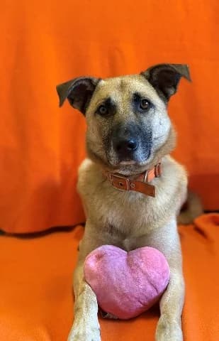 Snoop, beige male mixed breed for adoption at Dierenasiel Utrecht, Utrecht