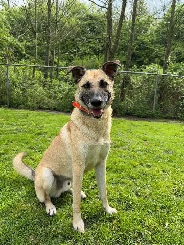 Snoop, beige male mixed breed for adoption at Dierenasiel Utrecht, Utrecht — photo 2 of 5