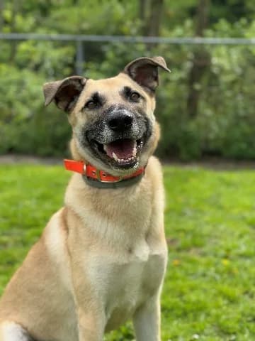 Snoop, beige male mixed breed for adoption at Dierenasiel Utrecht, Utrecht — photo 3 of 5