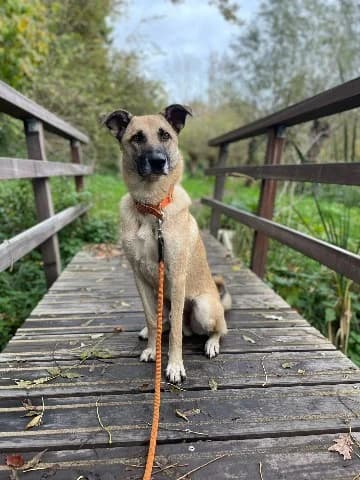 Snoop, beige male mixed breed for adoption at Dierenasiel Utrecht, Utrecht — photo 4 of 5