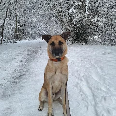 Snoop, beige male mixed breed for adoption at Dierenasiel Utrecht, Utrecht — photo 5 of 5