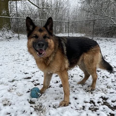 Rambo, Zwart-bruin male mixed breed for adoption at Dierenasiel Utrecht, Utrecht