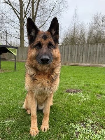 Rambo, Zwart-bruin male mixed breed for adoption at Dierenasiel Utrecht, Utrecht — photo 2 of 4