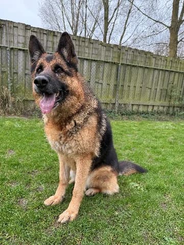Rambo, Zwart-bruin male mixed breed for adoption at Dierenasiel Utrecht, Utrecht — photo 3 of 4