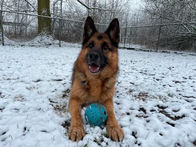 Rambo, Zwart-bruin male mixed breed for adoption at Dierenasiel Utrecht, Utrecht — photo 4 of 4