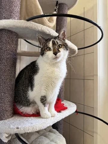 Skip, male European Shorthair for adoption at Utrecht