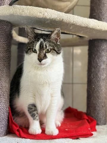 Skip, male European Shorthair for adoption at Dierenasiel Utrecht, Utrecht photo 2