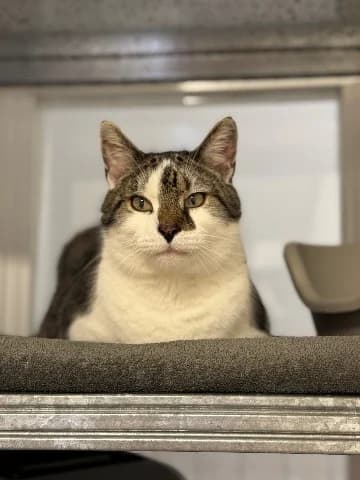 Skip, male European Shorthair for adoption at Dierenasiel Utrecht, Utrecht photo 3