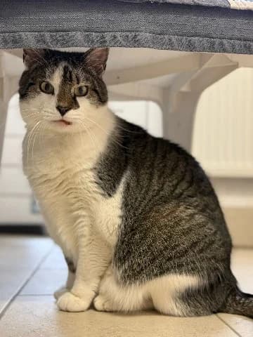 Skip, male European Shorthair for adoption at Dierenasiel Utrecht, Utrecht photo 4