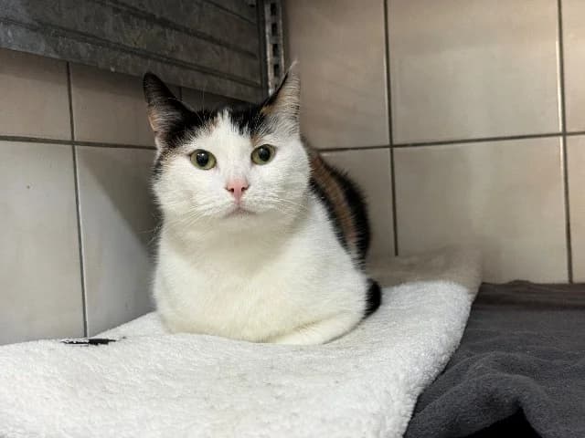 Lily, female mixed breed for adoption at Dierenasiel Utrecht, Utrecht photo 2