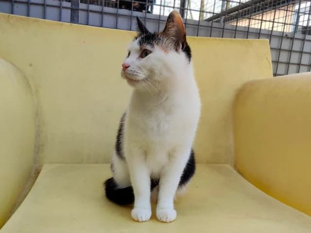 Lily, female mixed breed for adoption at Dierenasiel Utrecht, Utrecht photo 3