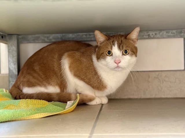 Lorenzo, male mixed breed for adoption at Utrecht