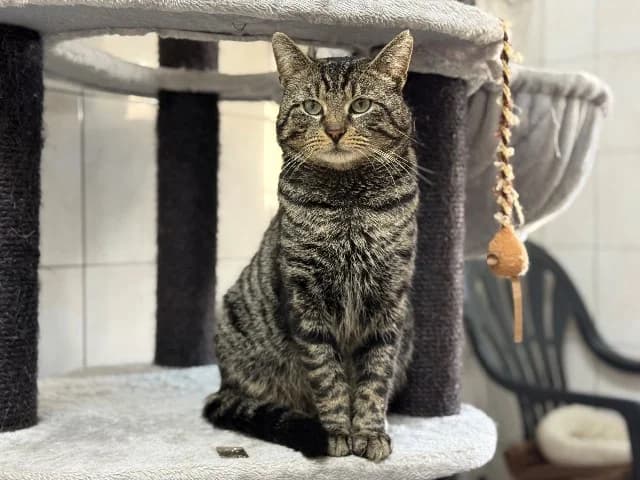 Denzel, male mixed breed for adoption at Utrecht