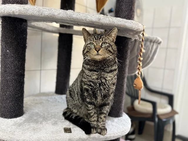 Denzel, Cyper-wit male mixed breed for adoption at Dierenasiel Utrecht, Utrecht — photo 2 of 2