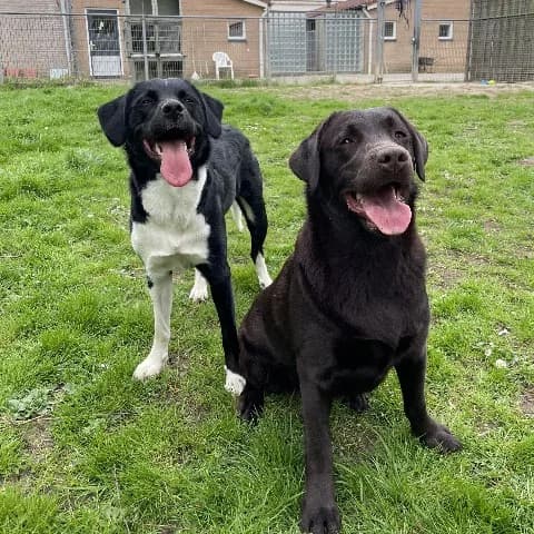 Mia en Pip, bruin, zwart-wit female 4yo Labrador Retriever for adoption at Dierenasiel Utrecht, Utrecht