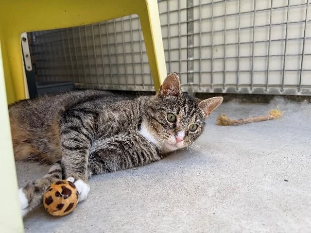 Lance, Cyper-wit male 5yo mixed breed for adoption at Dierenasiel Utrecht, Utrecht