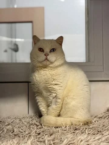 Jor, Wit male 5yo mixed breed for adoption at Dierenasiel Utrecht, Utrecht