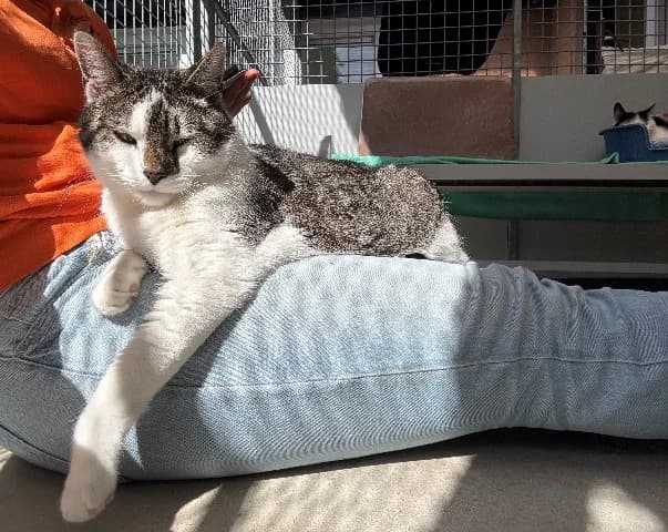 Skip, Cyper-wit male 6yo mixed breed for adoption at Dierenasiel Utrecht, Utrecht