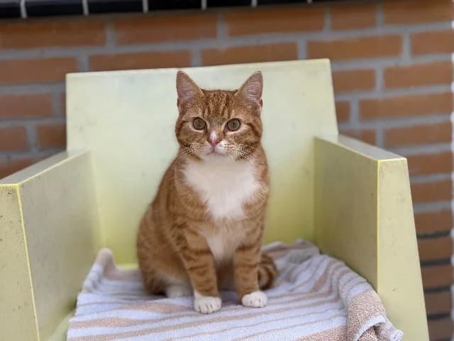 Alfie, Rood-wit male young mixed breed for adoption at Dierenasiel Utrecht, Utrecht