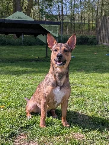 Dushi, bruin male young mixed breed for adoption at Dierenasiel Utrecht, Utrecht