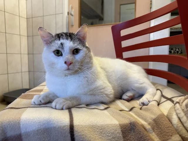 Nels, Wit-cyper male 5yo mixed breed for adoption at Dierenasiel Utrecht, Utrecht