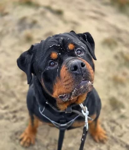 Chum, zwart-bruin male 7yo Rottweiler for adoption at Dierenasiel Utrecht, Utrecht