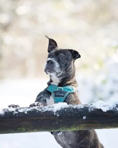 Xena, Zwart-Bruin-Wit female senior Staffordshire Bull Terrier for adoption at Dierenasiel Utrecht, Utrecht