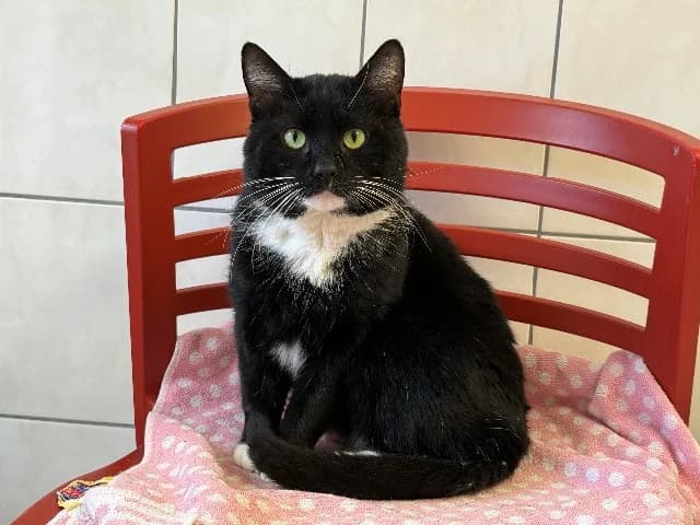 Victor, Zwart-wit male 6yo mixed breed for adoption at Dierenasiel Utrecht, Utrecht