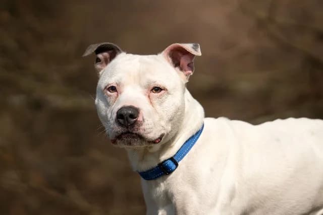 Dico, Wit-zwart male senior Staffordshire Bull Terrier for adoption at Dierenasiel Utrecht, Utrecht