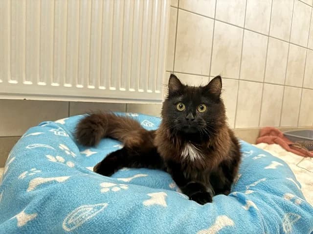 Amber, Zwart-wit female young mixed breed for adoption at Dierenasiel Utrecht, Utrecht